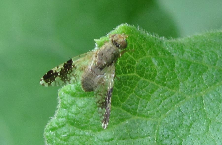 Diptera da ID